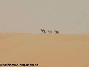 Mitten in dem Meer aus Sand tauchen in Abu Dhabi manchmal unversehens Kamele auf.