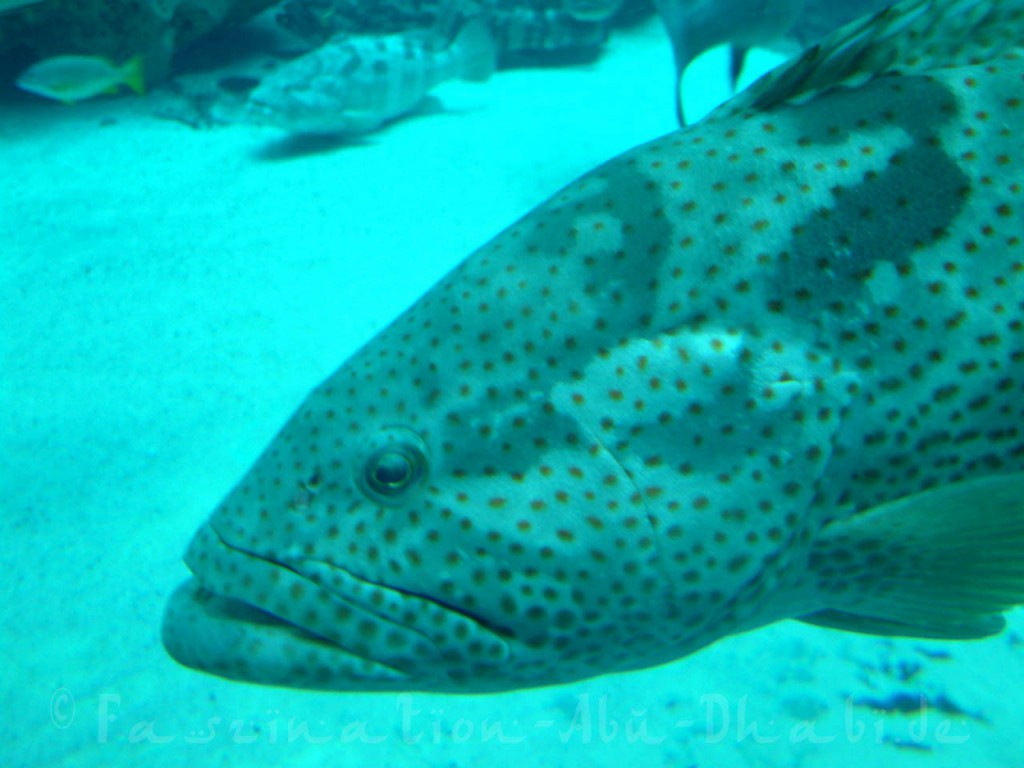 Interessante Begegnungen im Lost Chambers Aquarium des Atlantis Hotels